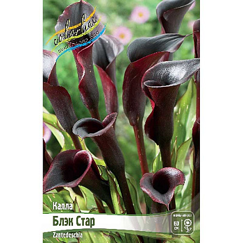 Калла Блэк Стар 12/14 30 шт Шоу-бокс 8706