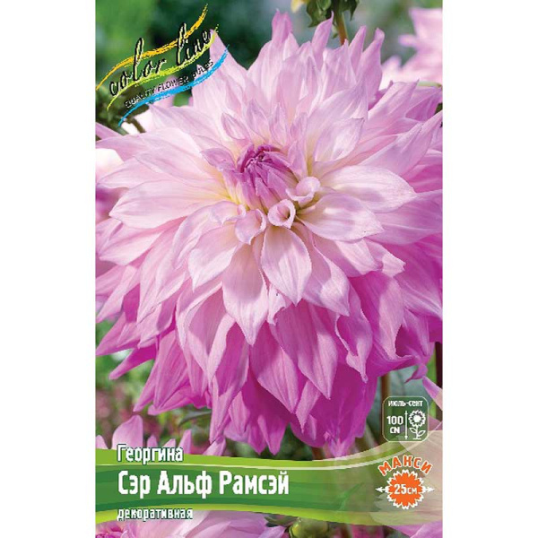 Георгина Сэр Альф Рамсэй I 1 шт 