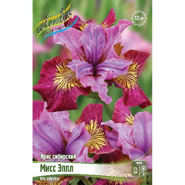 Ирис Сибирский Мисс Эппл I 1 шт
