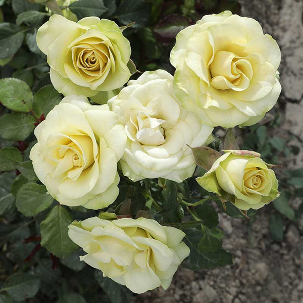 Роза чайно-гибридная Грин Фэшн Садовита