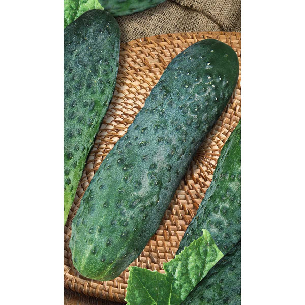 Огурец Феникс плюс 10 шт Садовита Ц