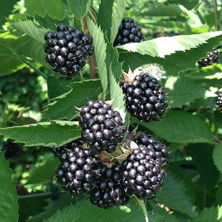 Ежевика Кустистая Трипл Краун Р9 ,шт Садовита