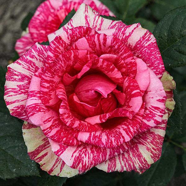 Роза чайно-гибридная Пинк Интуишн Садовита