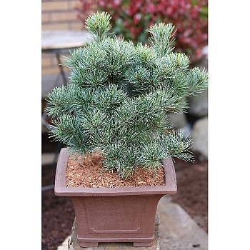 Сосна Мелкоцветковая Негиши C1.5