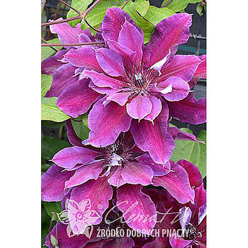 Клематис Май Бьюти P9 шт