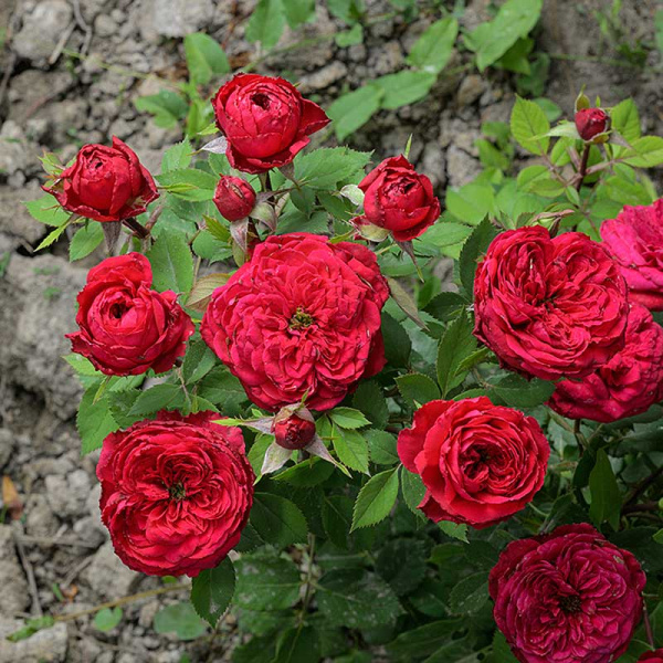 Роза Флорибунда Инзель Майнау Садовита