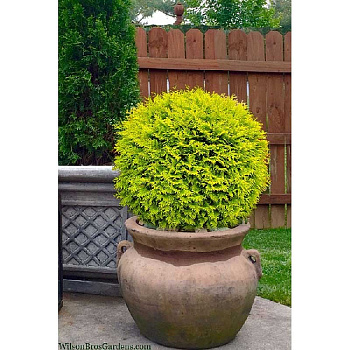 Туя Западная Голден Глобе P15