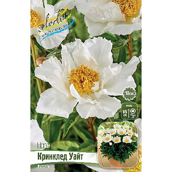 Пион Кринклед Уайт 2/3 n 1 шт 