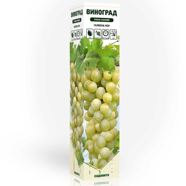 Виноград Галбена Ноу очень ранний Садовита