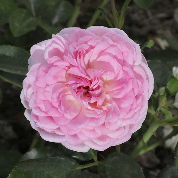 Роза плетистая Ютерсен Розенпринцессин Садовита