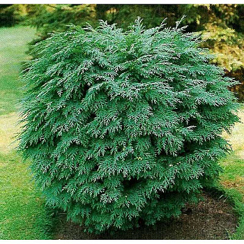 Кипарисовик Лавсона Глобоза P9 20-25 шт