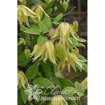 Клематис Голден Дрим C2