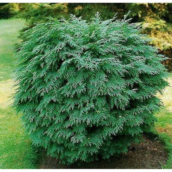 Кипарисовик Лавсона Глобоза P9 20-25 шт