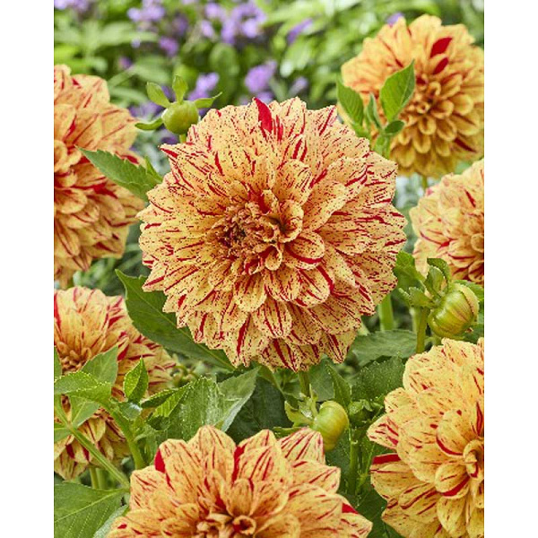 16254 Шоу-Бокс Георгина Коннелс Глориоза I 15 шт 