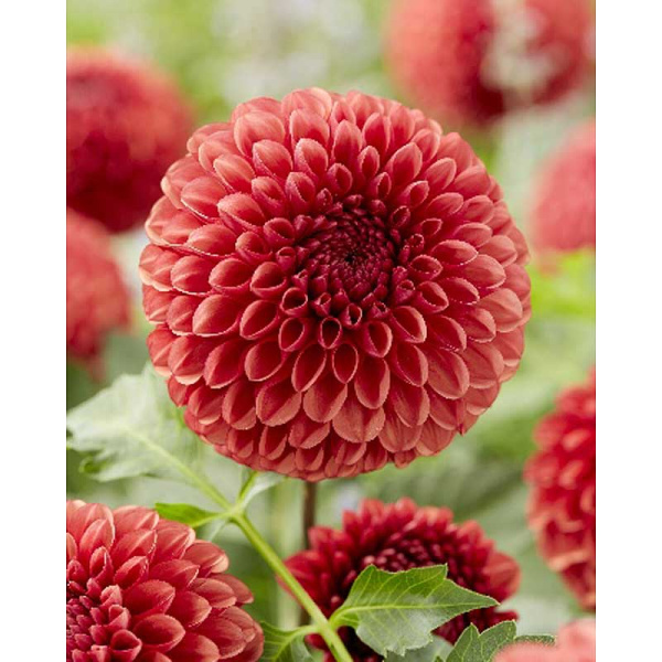 Георгина Коппербой I 15 шт Шоу-Бокс 14245 