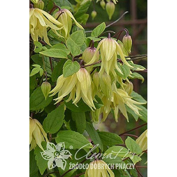 Клематис Голден Дрим C2