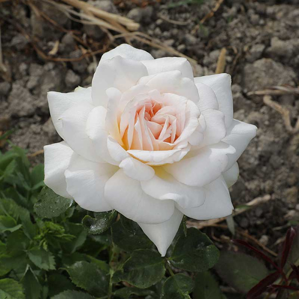 Роза флорибунда Куин Палас Садовита