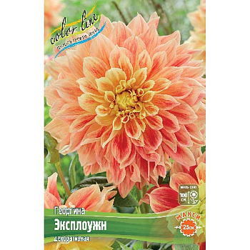 Георгина Эксплоужн I 15 шт Шоу-бокс 10978