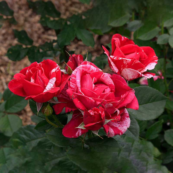 Роза флорибунда Анри МатиссСадовита