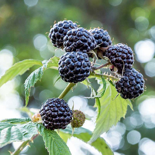 Ежевика Блэк Джевел Садовита