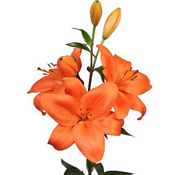 1899 Биг-Пак Лилия Датч Пашшн 12/14 25 шт