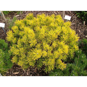 14484 Сосна Горная Мопс Голд C1.5 ,шт