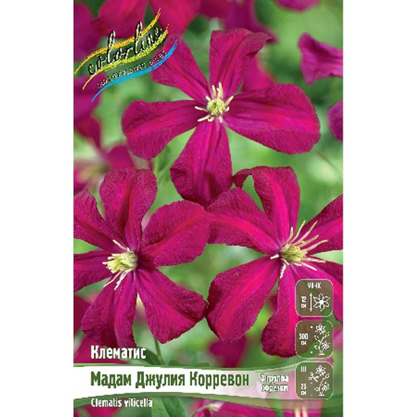 Клематис Мадам Джулия Корревон I 2 шт