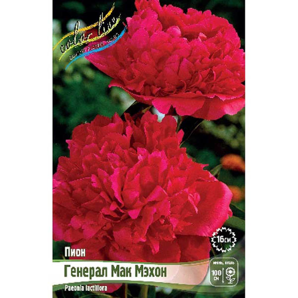 Пион Генерал Мак Мэхон 2/3 n 25 шт Биг-пак 7994 