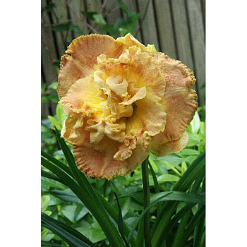 Лилейник Натурс Краун I 1 шт 