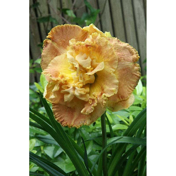 Лилейник Натурс Краун I 1 шт 