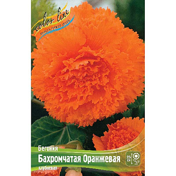 Бегония Бахромчатая Оранжевая 5/6 3 шт 