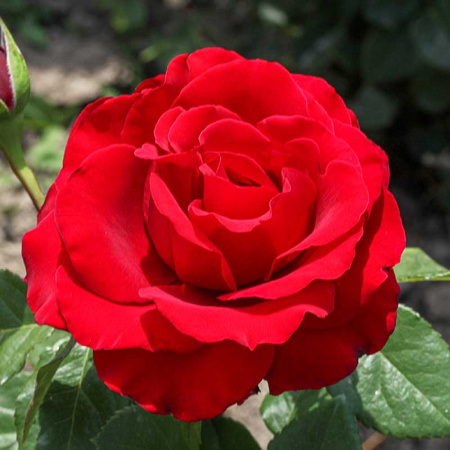 Роза чайно-гибридная Секси Рэд Садовита