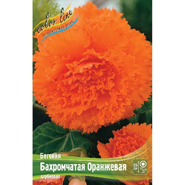 Бегония Бахромчатая Оранжевая 5/6 3 шт 