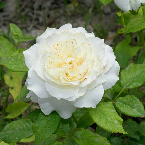 Роза Чайно-гибридная Ариана де Родшильд Садовита