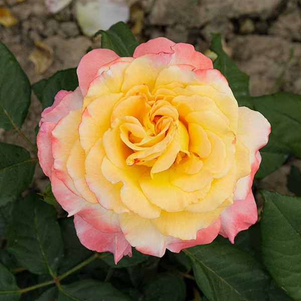 Роза чайно-гибридная Акварель Садовита