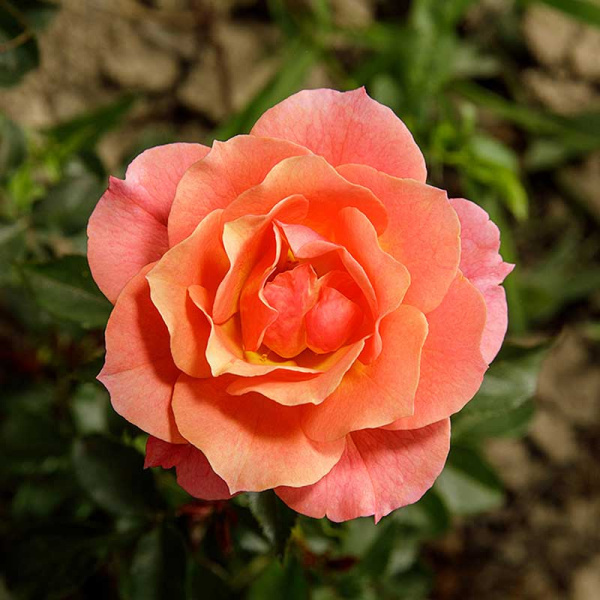 Роза флорибунда Джаз Садовита