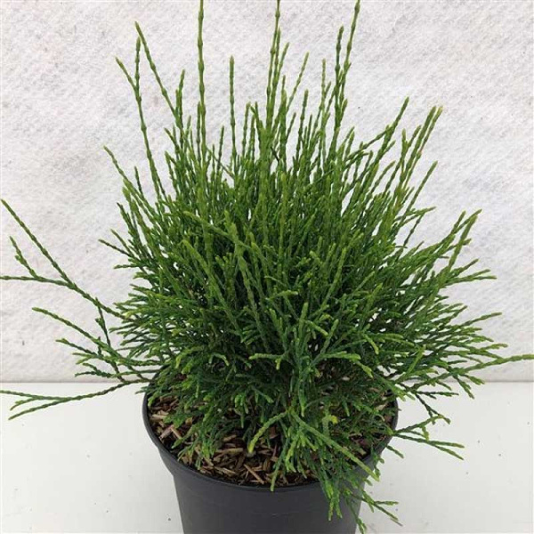 Туя Западная Литтл Филли C3 25-30cm