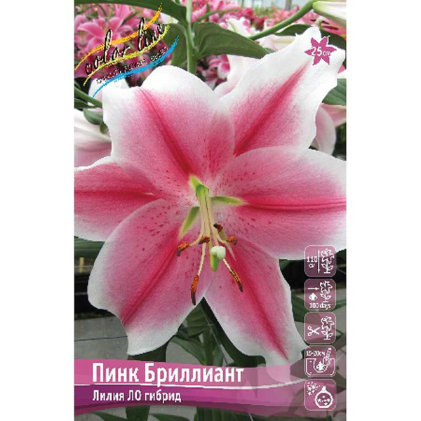Лилия Пинк Бриллиант 12/14 5 шт 