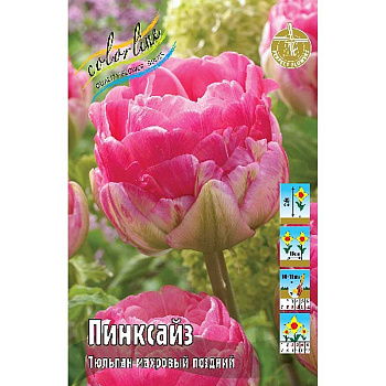 Шоу-бокс Тюльпан Пинксайз 11/12 75 шт