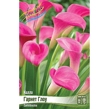 Калла Гарнет Глоу 12/14 2 шт 