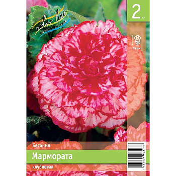 Бегония Мармората 4/5 2 Эконом шт