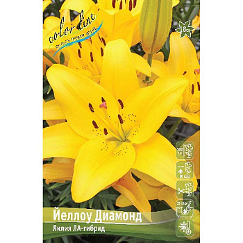Лилия Йеллоу Диамонд 11/12 7 шт 