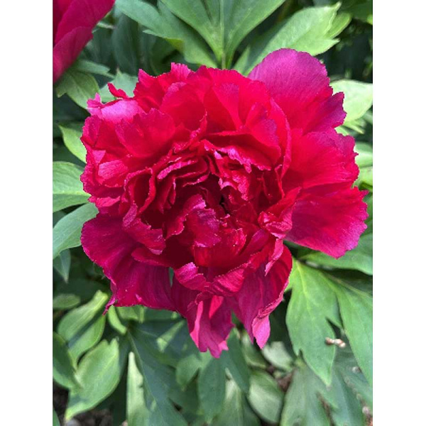 Пион Ито Кэнди Эппл 2/3 n 1 шт