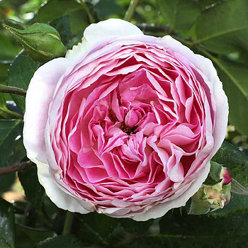 Роза шраб Сапфир Садовита