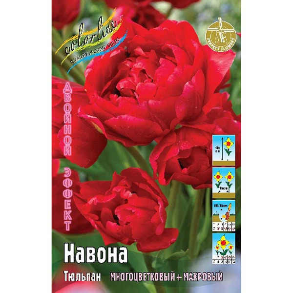 5276 Шоу-Бокс Тюльпан Навона 11/12 100 шт