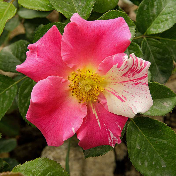 Роза почвопокровная Пинк сплэш Садовита