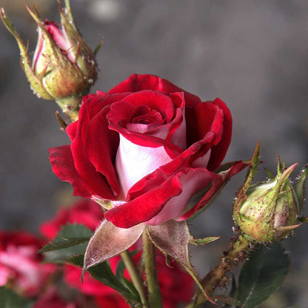 Роза спрей Руби Стар Садовита