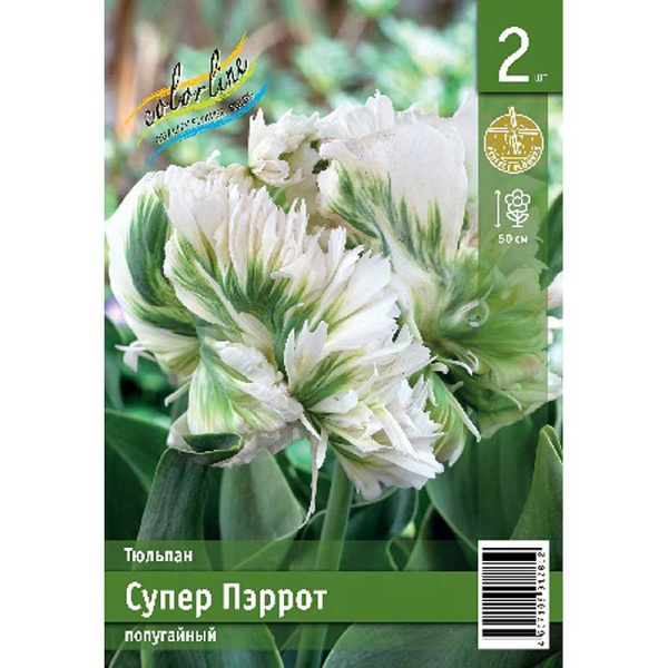 Тюльпан Супер Пэррот 11/12 2 шт