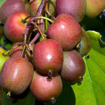 Актинидия Аргута Женева Р9 ,шт Садовита