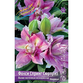 3709 Биг-Пак Лилия Фокси Спринг Сюрприз 12/14 25 шт